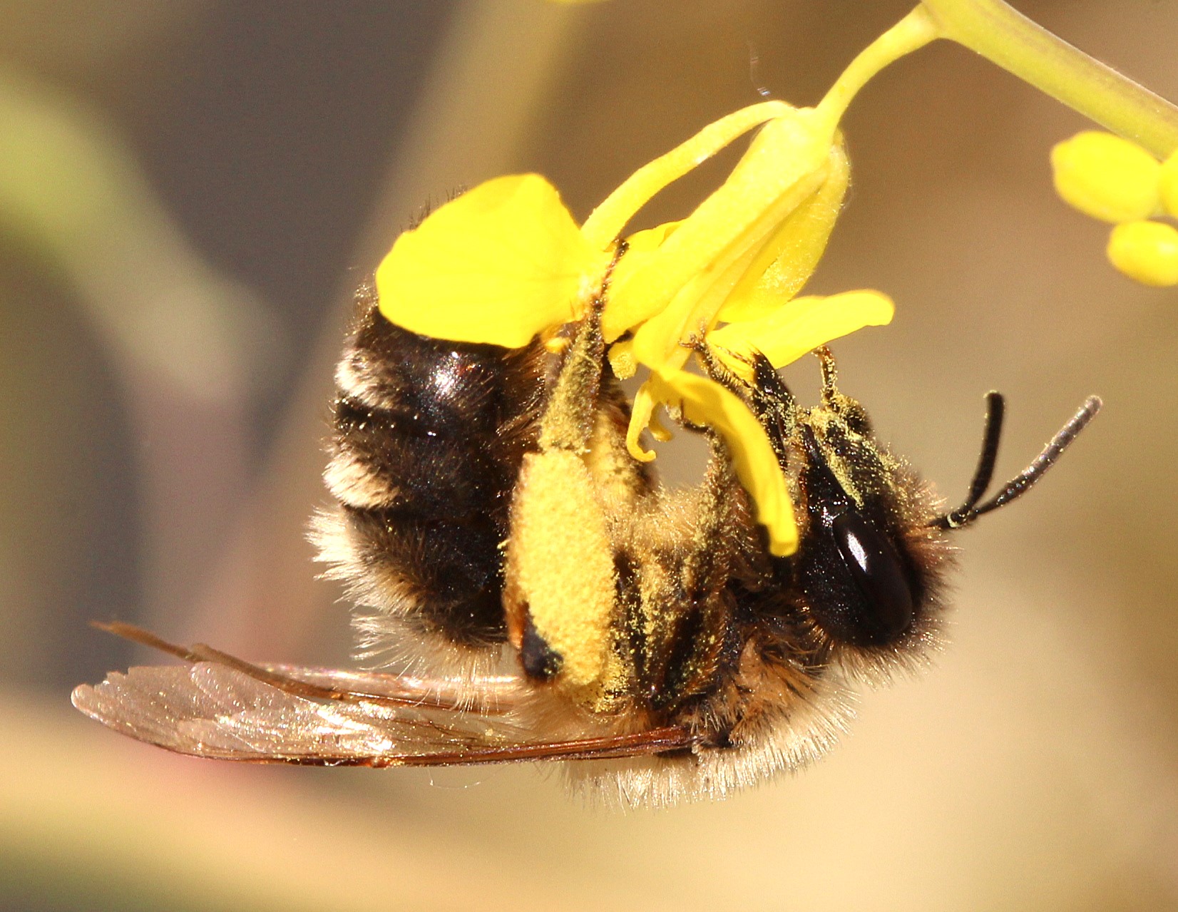 Weibchen von Andrena cf. synadelpha